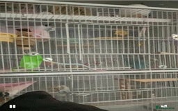 Lovebirds birds for sale: Love bird - Image 1