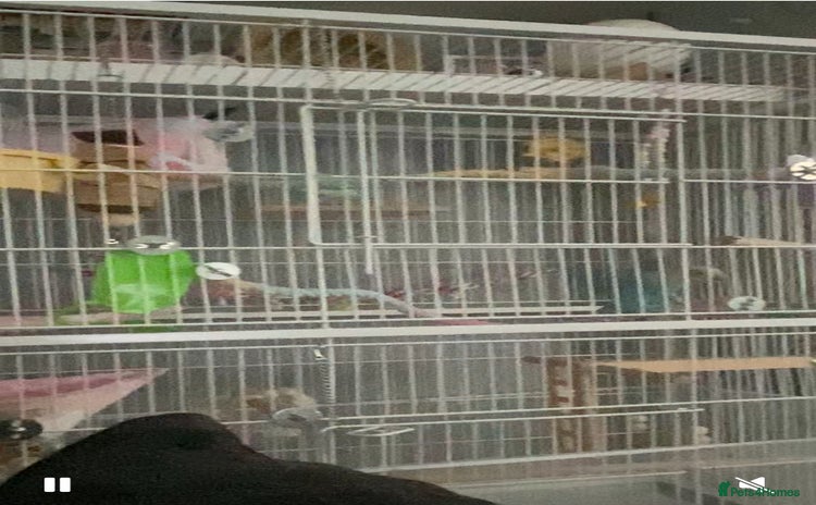 Lovebirds birds - Advert 1