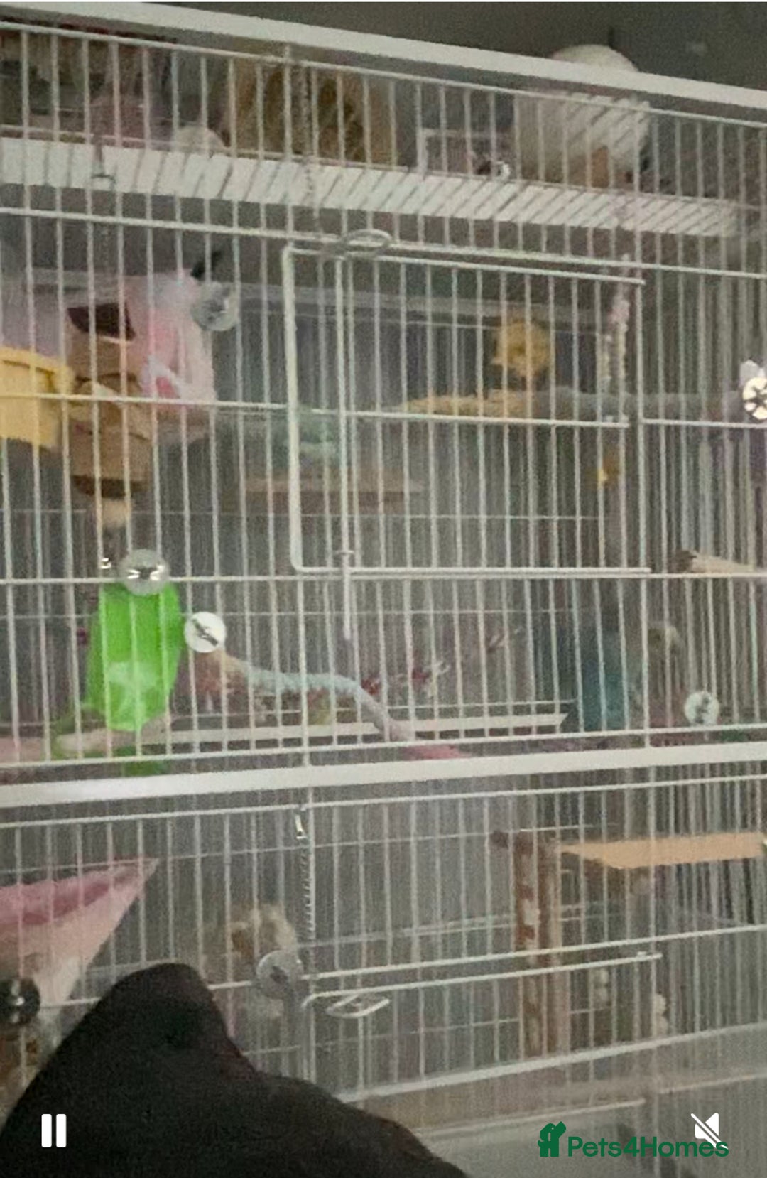 Lovebirds birds for sale: Love bird - Image 1
