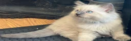 Ragdoll cats for sale: 🐾 Ragdoll Kittens 🐾 - Advert 9