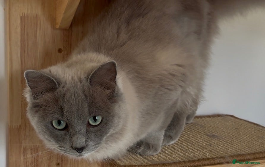Ragdoll cats Blue sepia pedigree registered female - Advert 16