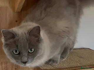 Ragdoll cats Ready to Go Blue sepia pedigree registered female - Advert 1