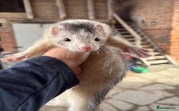 Ferret rodents for sale: 4 silver hob kits  - Image 3