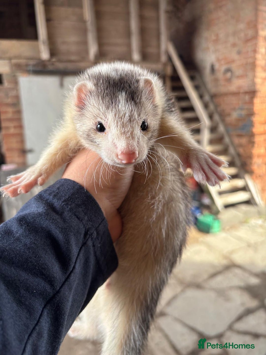 Ferret rodents for sale: 4 silver hob kits  - Image 3