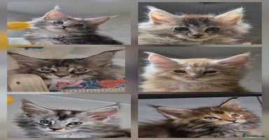 Maine Coon cats - Advert 3