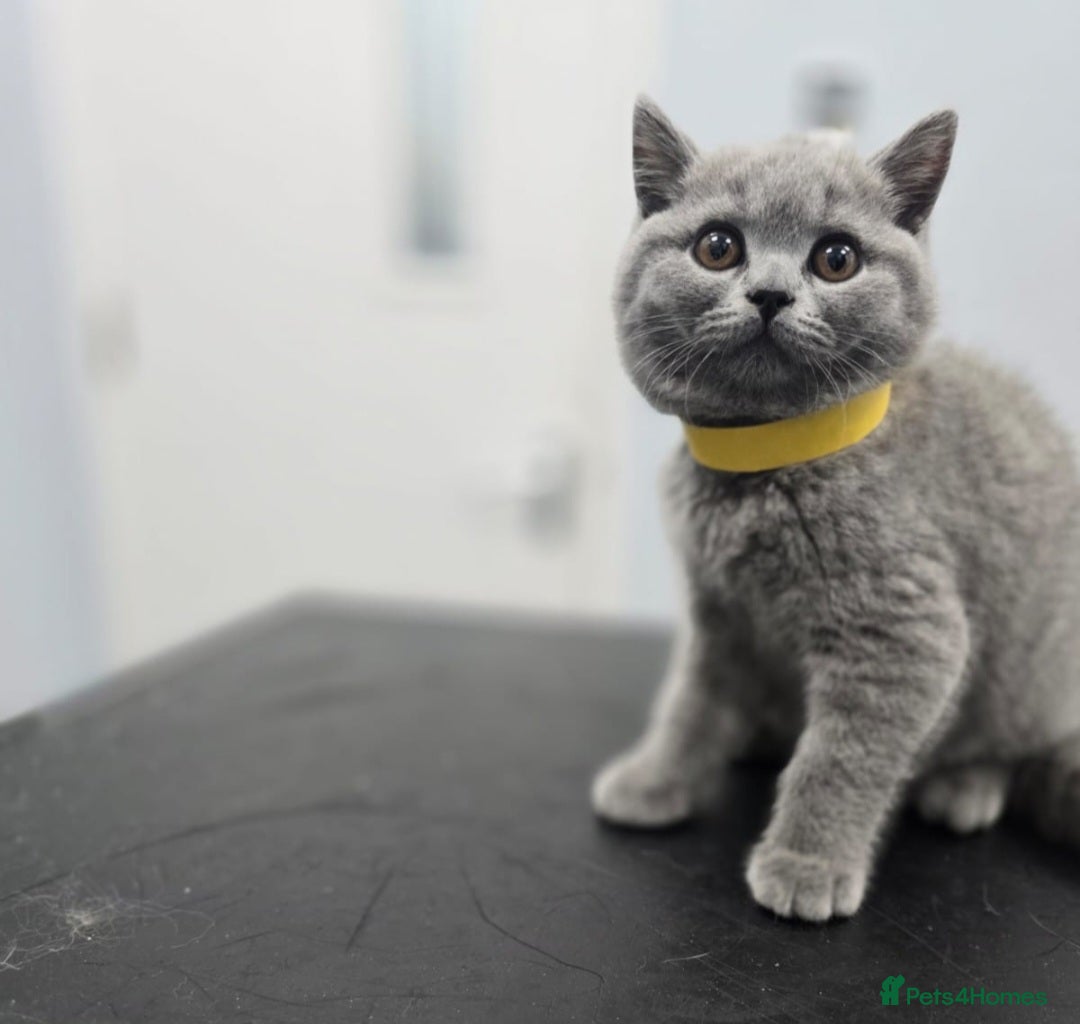 British Shorthair cats for sale: GORGEOUS BSH Kittens - Image 16