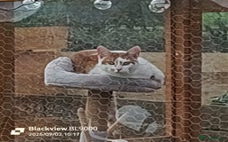 Mixed Breed cats for sale: 3 lovely boys looking for loving home - Image 3