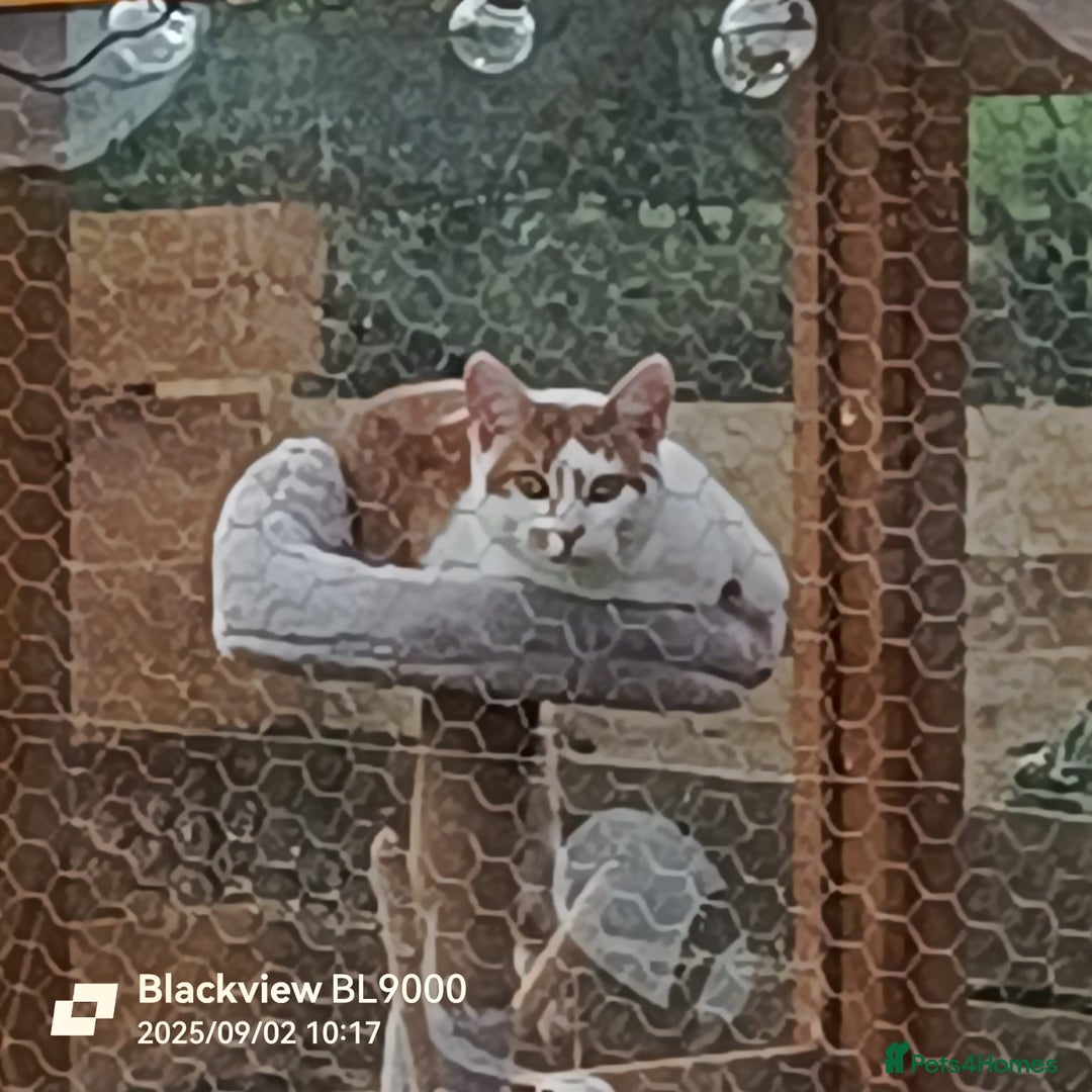 Mixed Breed cats for sale: 3 lovely boys looking for loving home - Image 3
