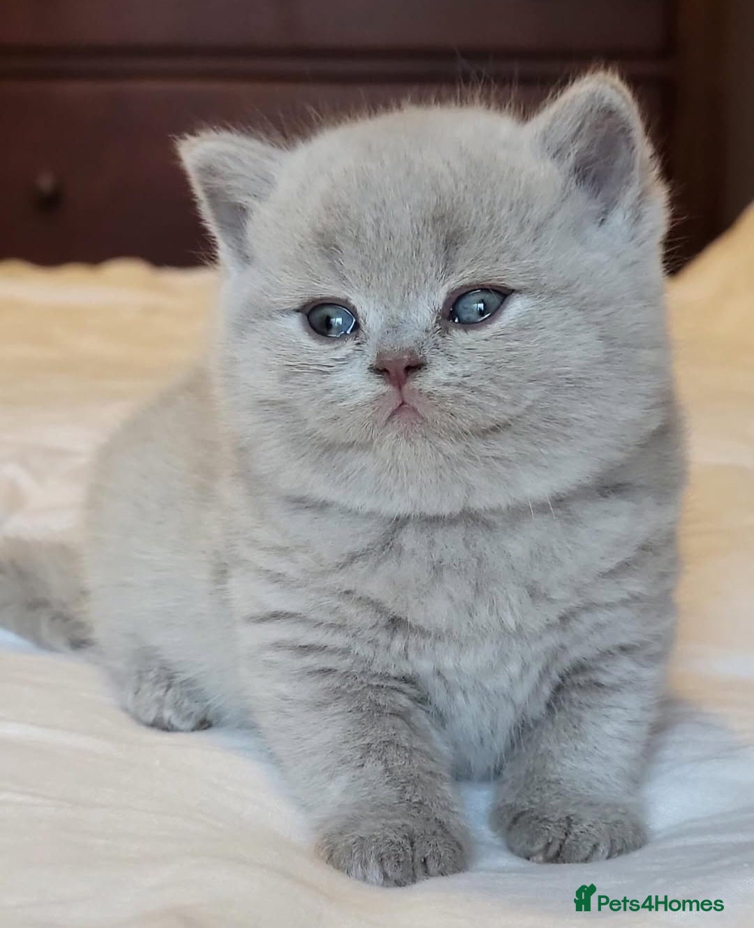 British Shorthair cats for sale: Parents are both on Active GCCF - Advert 5