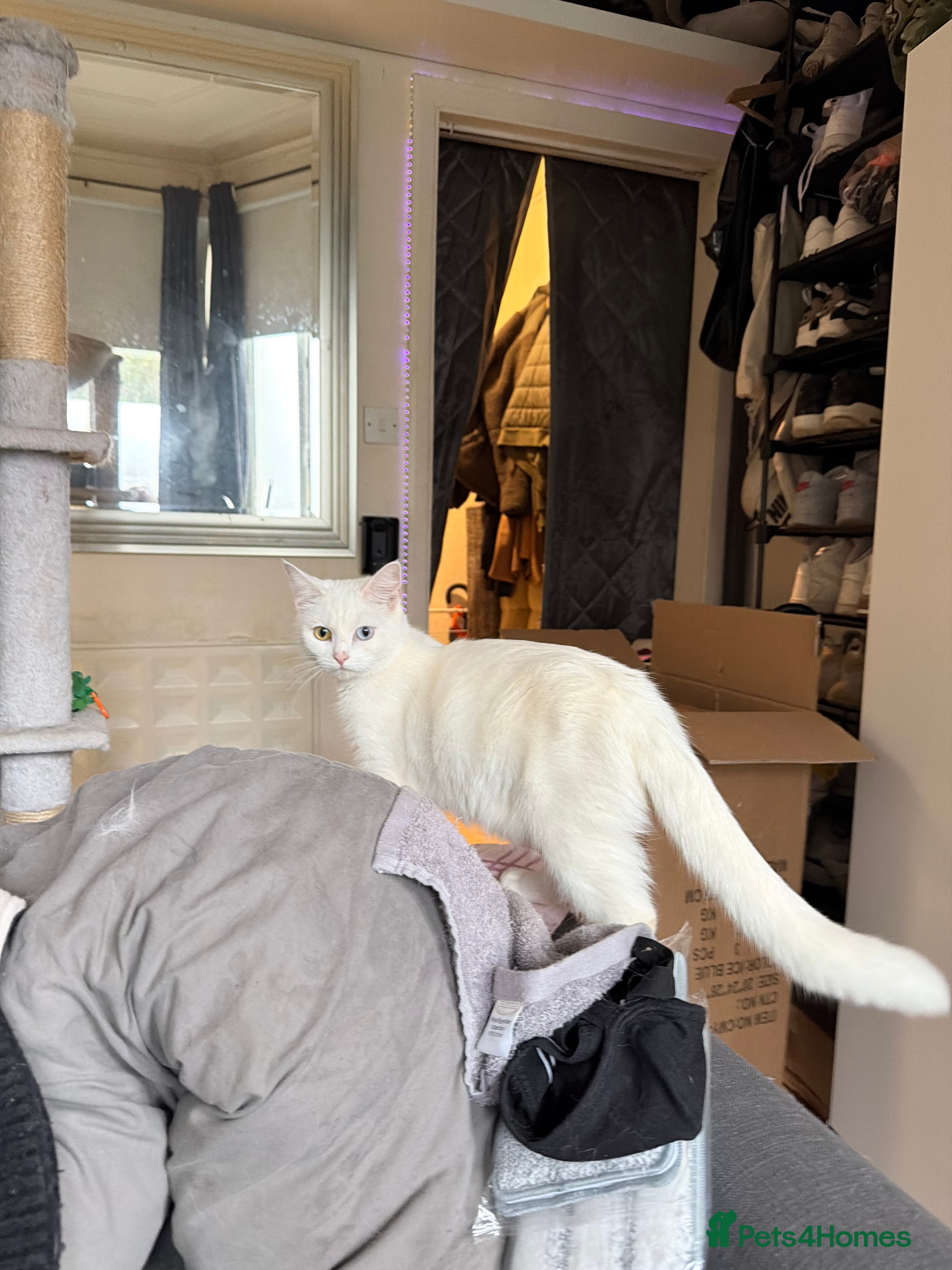 Turkish Angora cats Turkish Angora Kittens for Sale - Advert 2