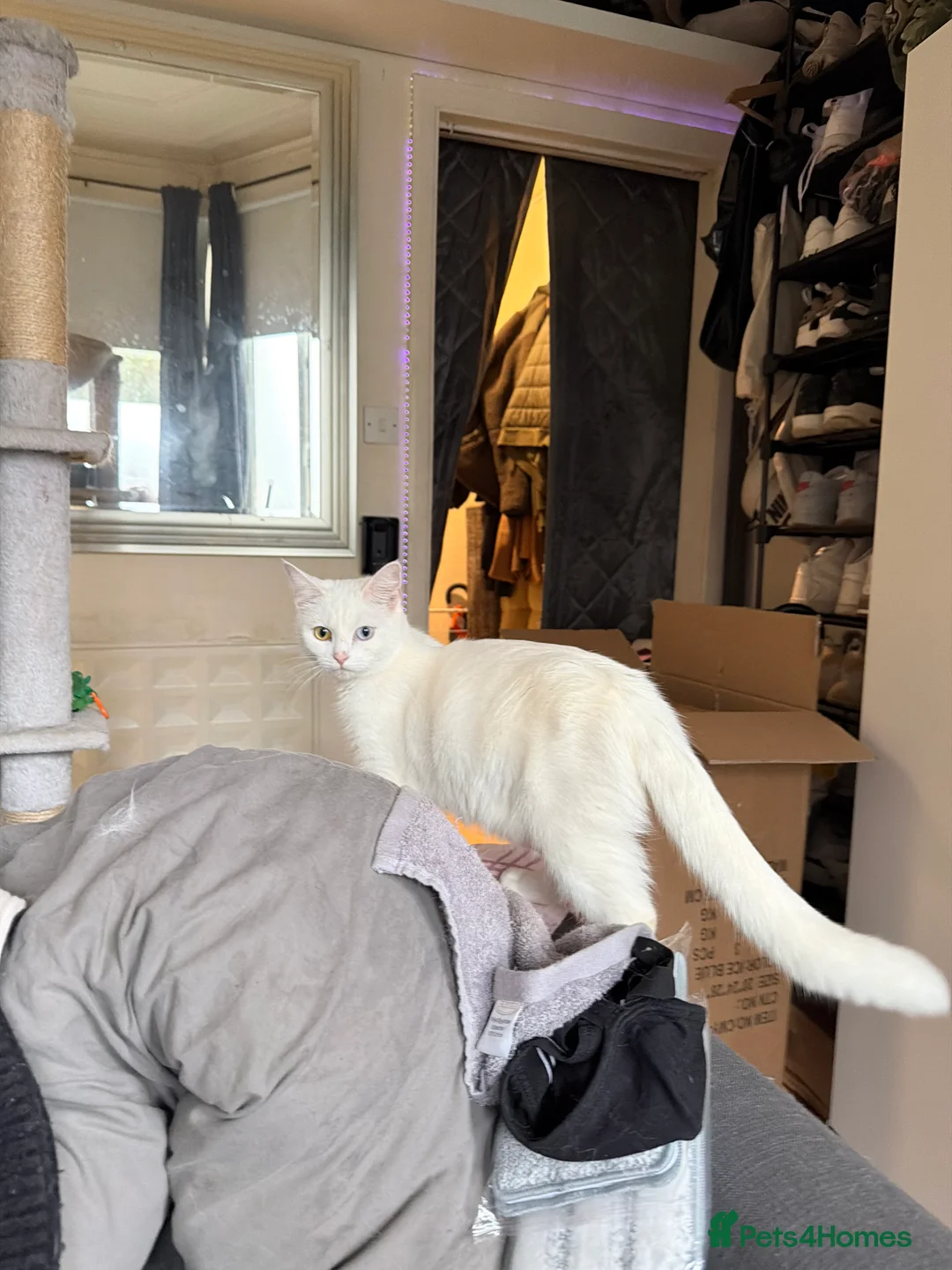 Turkish Angora cats for sale: Turkish Angora Kittens for Sale - Advert 2