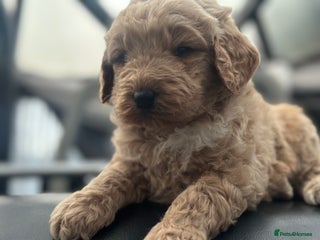 Mixed Breed dogs F1B STANDARD PRA CLEAR STBERNADOODLE - Advert 6