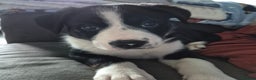 Border Collie dogs for sale: Boy border collie - Advert 4