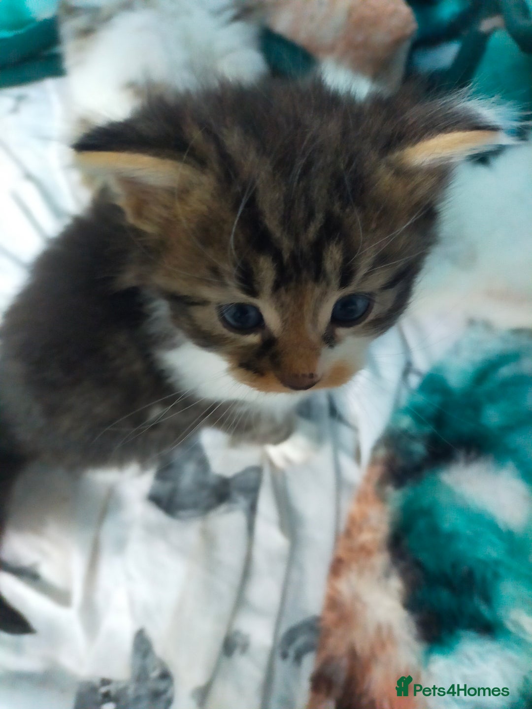Mixed Breed cats for sale: Four lovely fluffy kittens  - Image 29