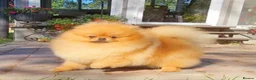 Pomeranian dogs for sale: Beautiful Tea-cup Pomeranian for sale in Bishop's Stortford - Advert 7
