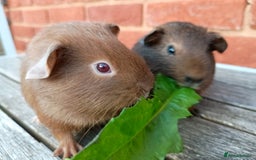 Guinea Pig rodents for sale: Gorgeous baby guinea pig brothers  - Image 2