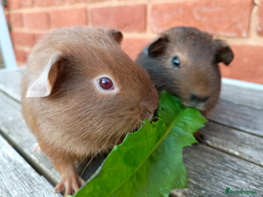 Guinea Pig rodents for sale: Gorgeous baby guinea pig brothers  - Image 2