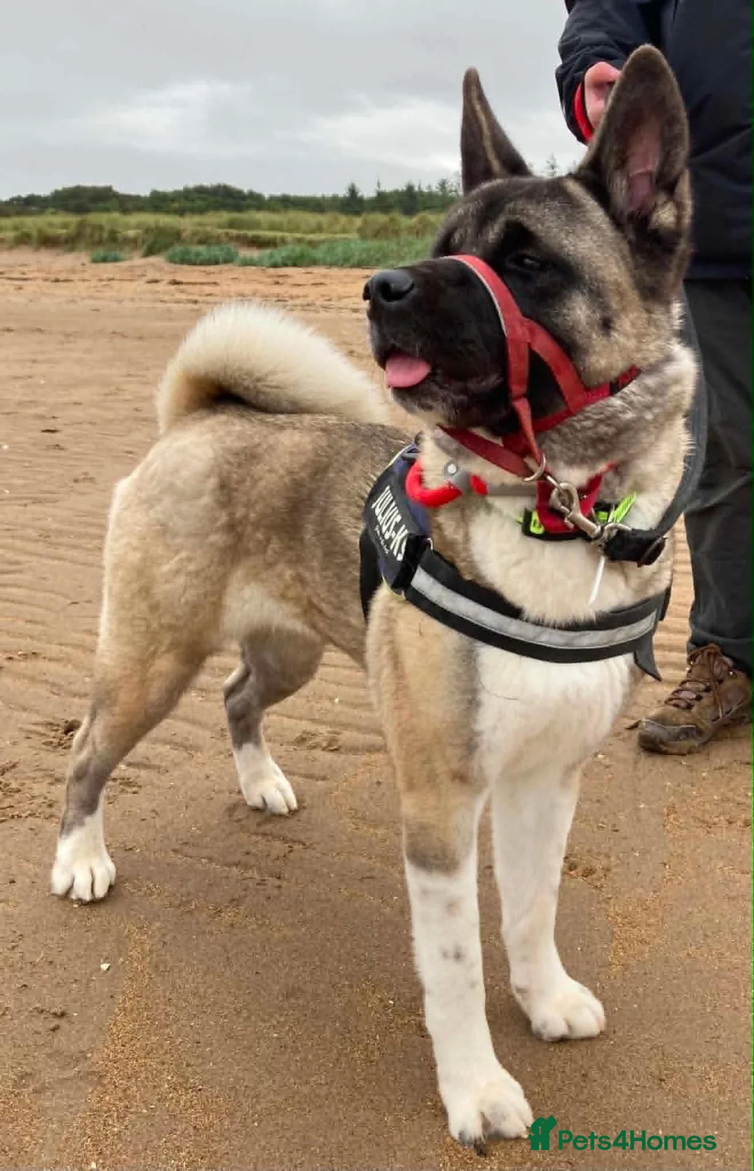 Akita dogs for adoption: Sapphire - Advert 2