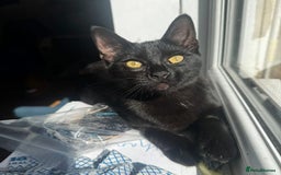 Domestic Shorthair cats for adoption: Jason & Pammy, 6 month old female & 8 yr old male - Image 3