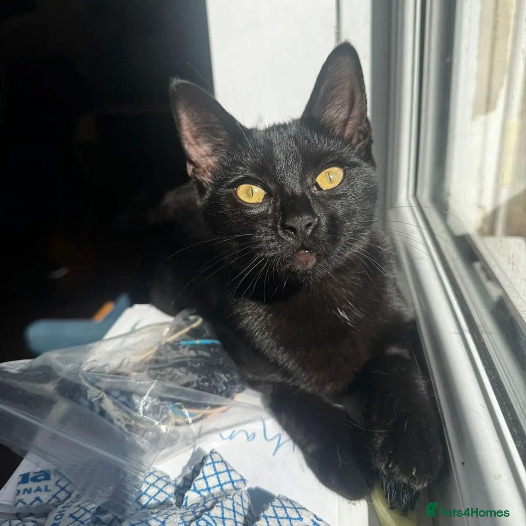 Domestic Shorthair cats for adoption: Jason & Pammy, 6 month old female & 8 yr old male - Image 3