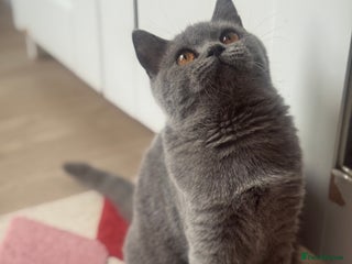 British Shorthair cats - Advert 28