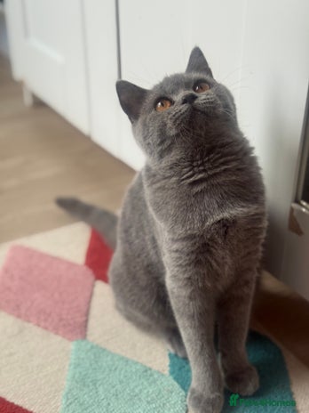 British Shorthair cats - Advert 2