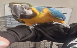 Parrots birds for sale: X BIRDS/PARAKEETS/PARROTS AVAILABLE X - Image 5