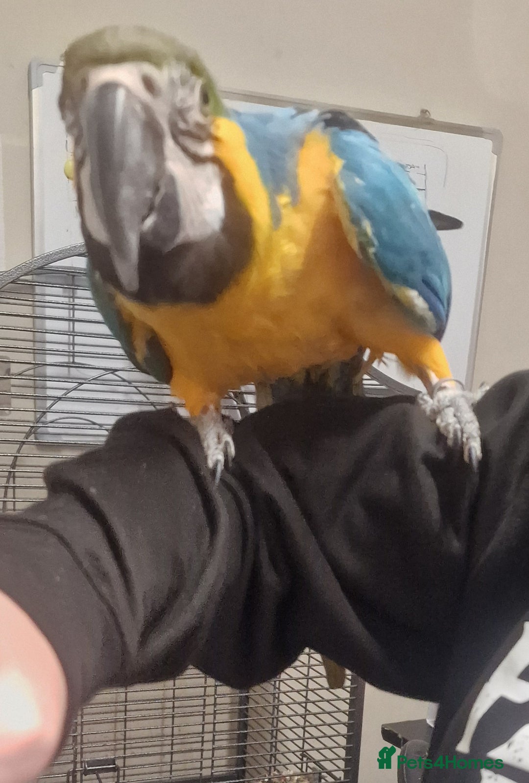 Parrots birds for sale: X BIRDS/PARAKEETS/PARROTS AVAILABLE X - Image 5
