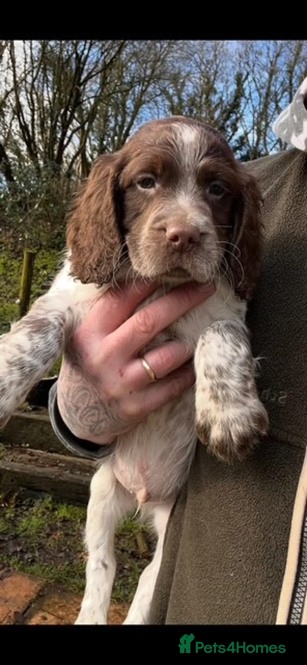 Sprocker dogs for sale: Sprocker Puppies for sale - Advert 1