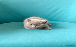Scottish Fold cats for sale: 4 lovely kittens looking for new family  - Image 7