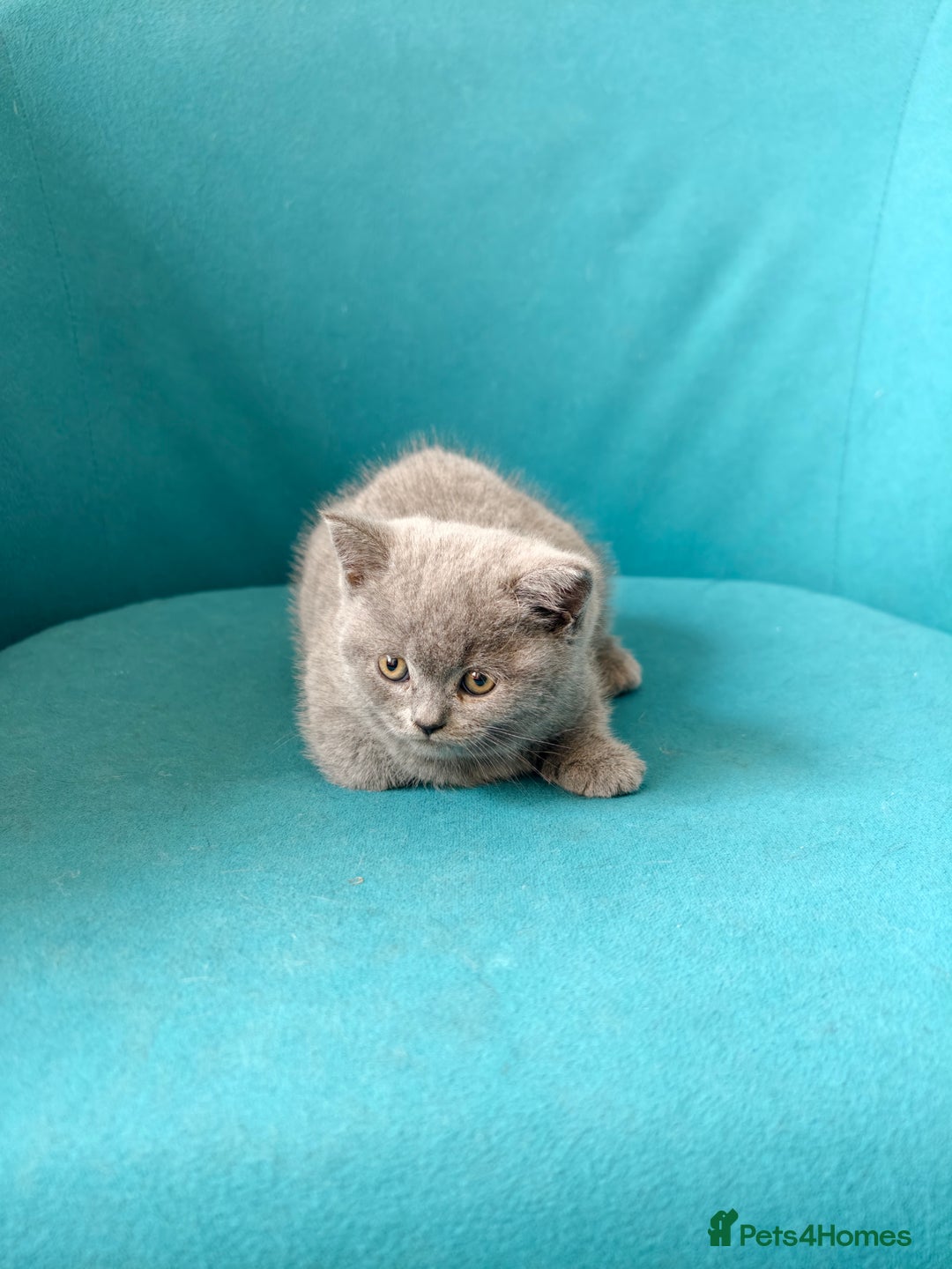 Scottish Fold cats for sale: 4 lovely kittens looking for new family  - Image 7