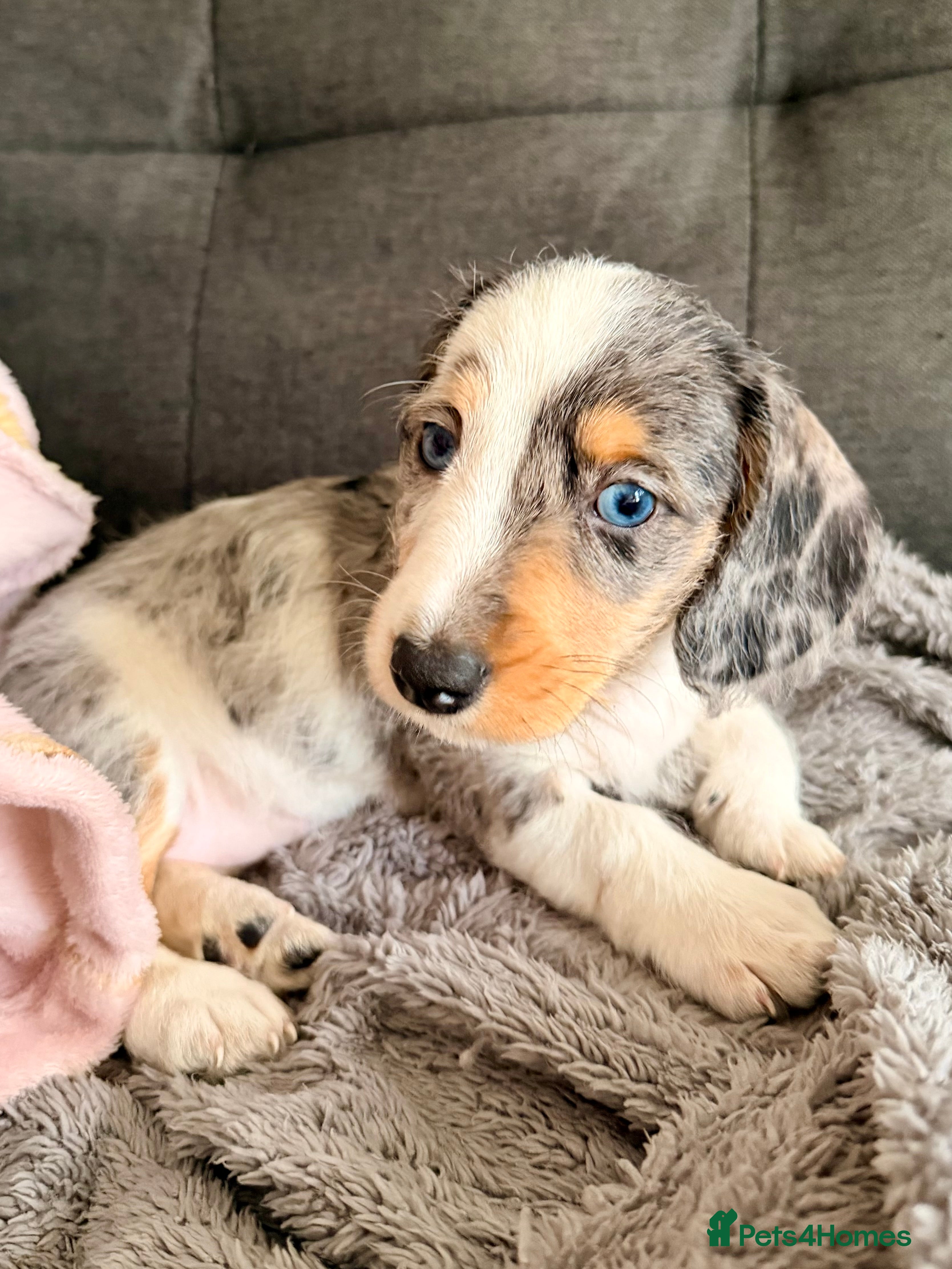 Mixed Breed dogs *LAST GIRL* Mini Dachshund × Dachshund Cockapoo - Advert 1