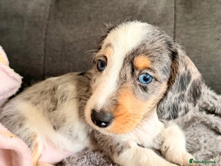 Mixed Breed dogs *LAST GIRL* Mini Dachshund × Dachshund Cockapoo - Advert 10