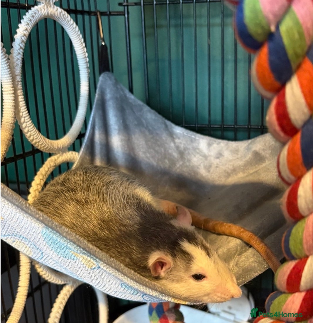Rat rodents Well-Handled Pet Rats Looking for Loving Homes - Advert 2