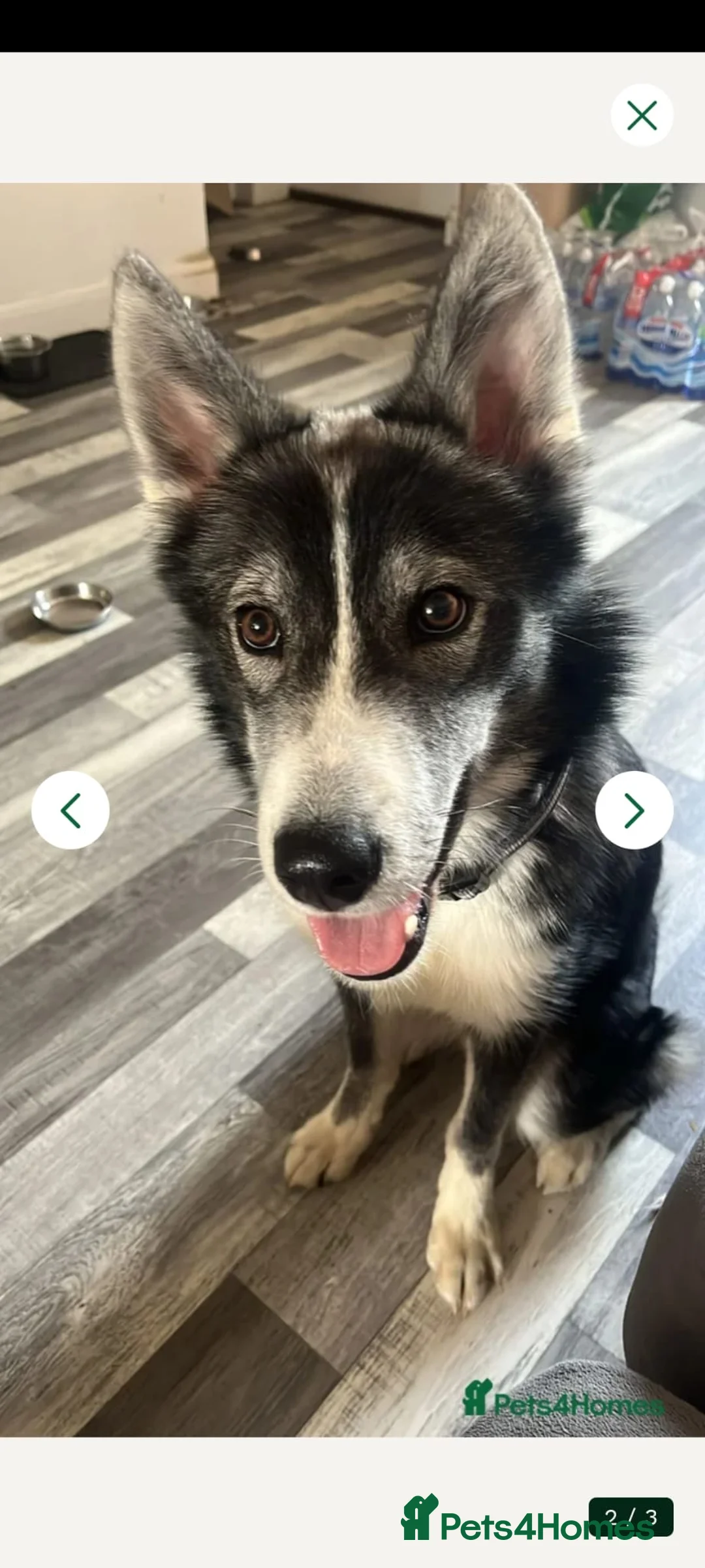 Siberian Husky dogs for sale: Loki  - Advert 2