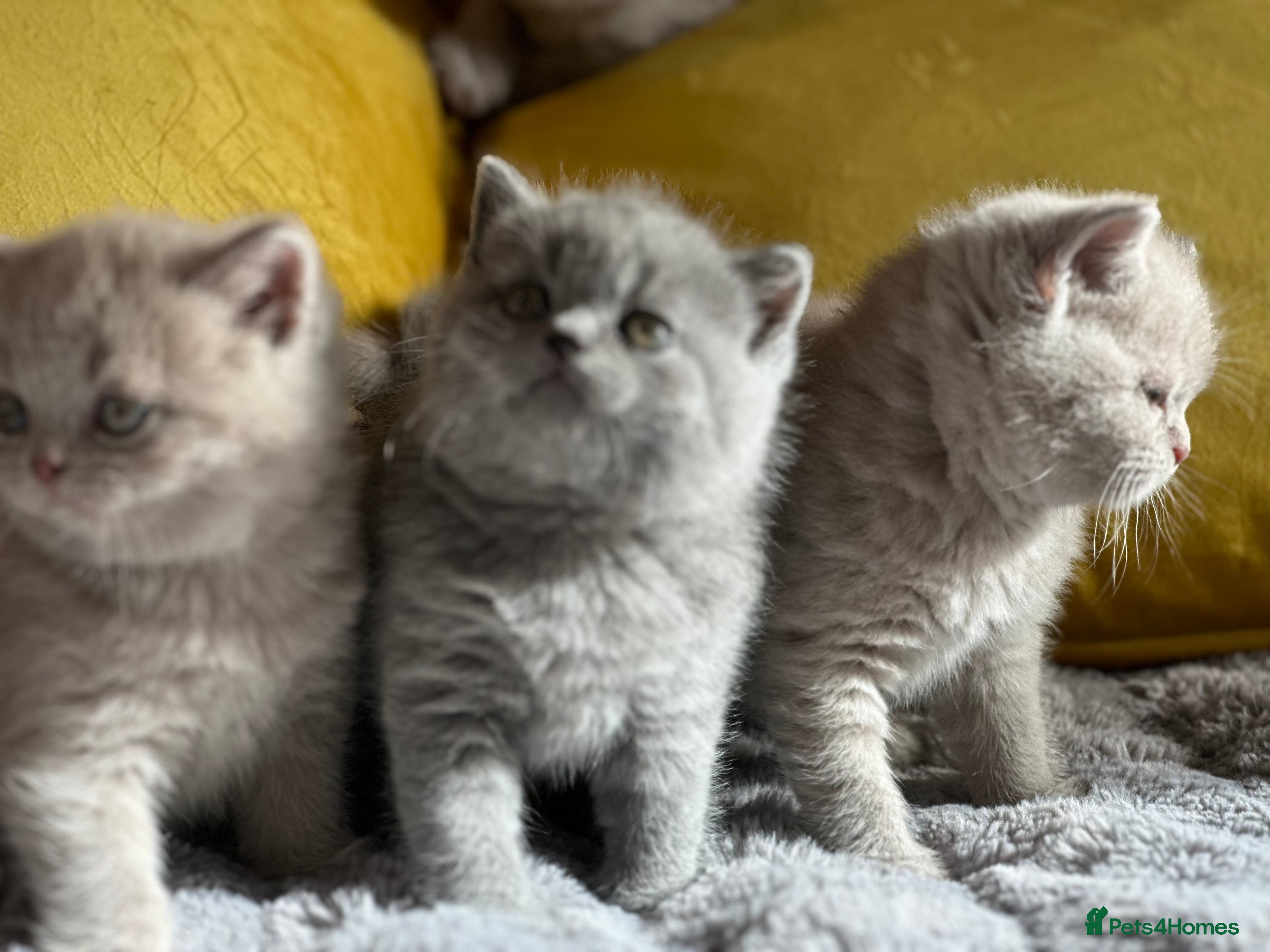 British Shorthair cats GCCF registered Kittens  - Advert 1