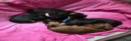 Miniature Dachshund dogs for sale: Minature Dachshund  - Advert 7