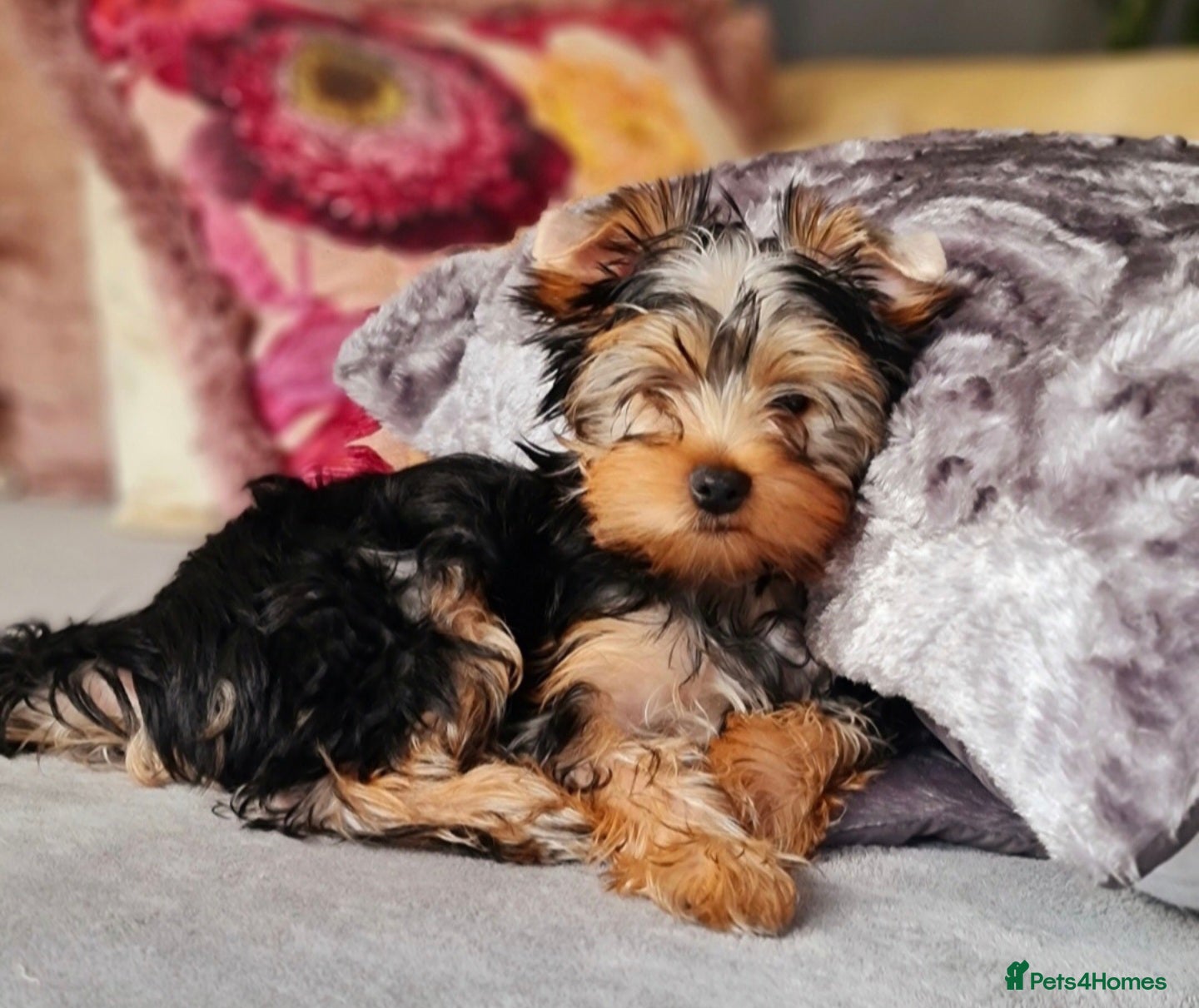 Yorkshire Terrier dogs Miniature Pedigree Yorkshire terriers girl  - Advert 1