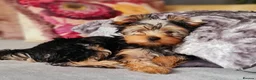 Yorkshire Terrier dogs for sale: Miniature Pedigree Yorkshire terriers girl  - Advert 1