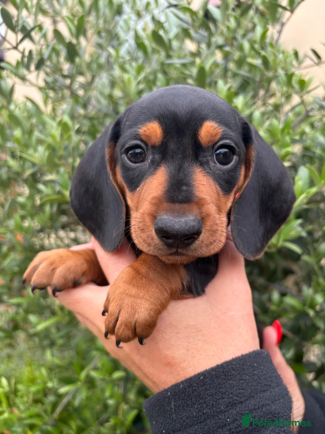 Miniature Dachshund dogs for sale: Puppy for Sale Outstanding KC Male Mini Dachshund  - Advert 38