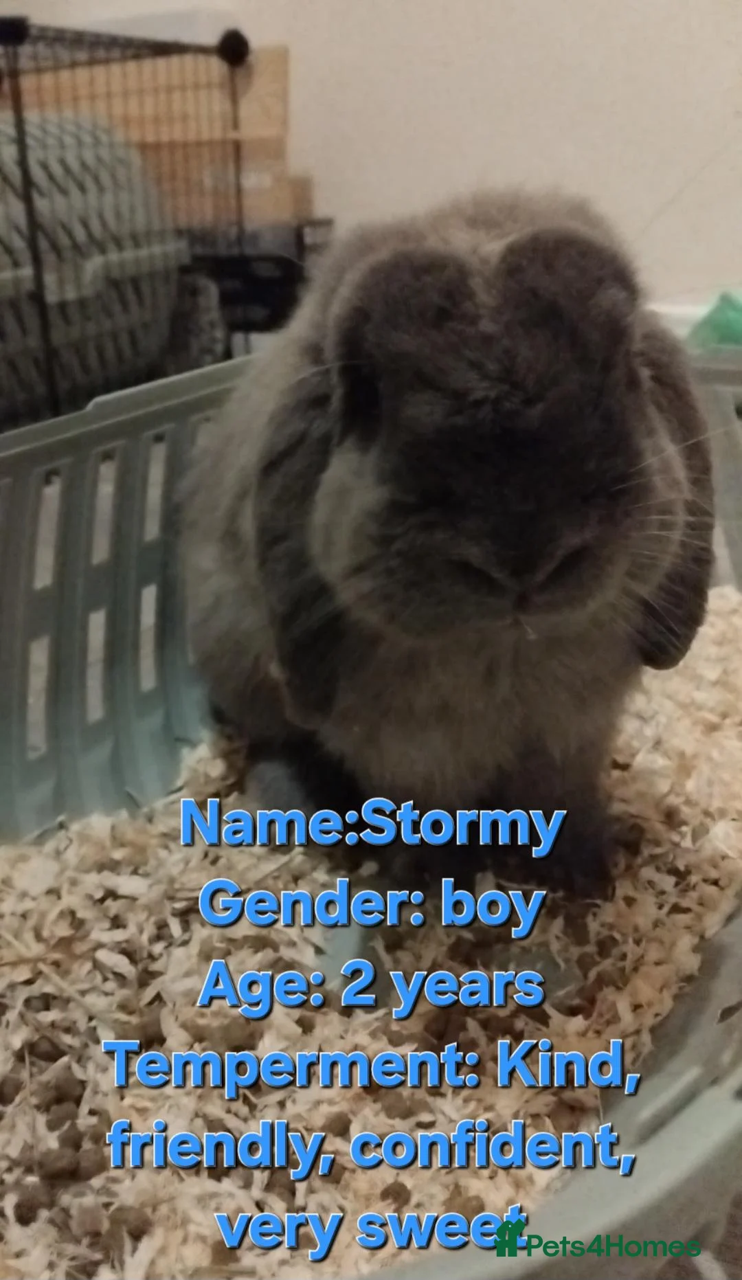 Mini Lop rabbits for sale: 9 bunnies available  - Advert 9