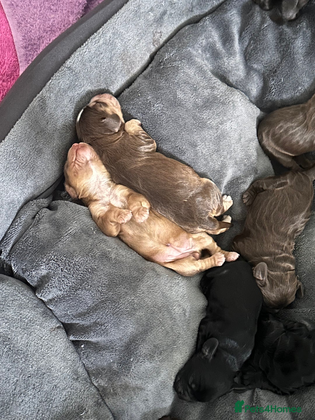 Cockapoo dogs for sale: Beautiful Cockerpoo puppies - Image 1