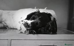 English Springer Spaniel dogs for sale: Needs a loving home  - Image 4
