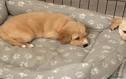 Cockerdor dogs for sale: Adorable f1 cockerdor puppies - Image 37