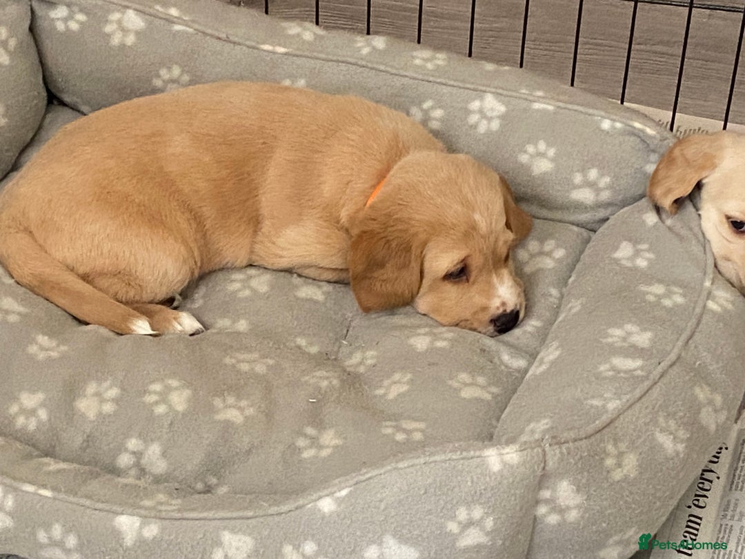 Cockerdor dogs for sale: Adorable f1 cockerdor puppies - Image 37