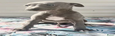 Whippet 1 