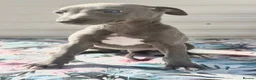 Whippet dogs for sale: Beautiful whippet puppies  - Advert 14
