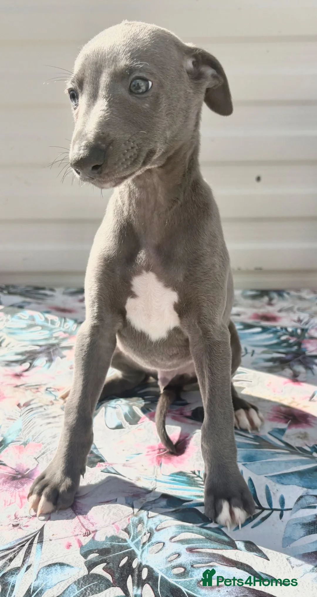 Whippet dogs for sale: Beautiful whippet puppies  - Advert 14