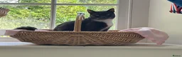 Mixed Breed cats for sale: beautiful shorthair/longhair kittens  - Advert 10