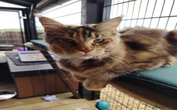 Maine Coon cats for sale: Pure Mainecoon boy Fun, intelligent, home raised. - Image 18